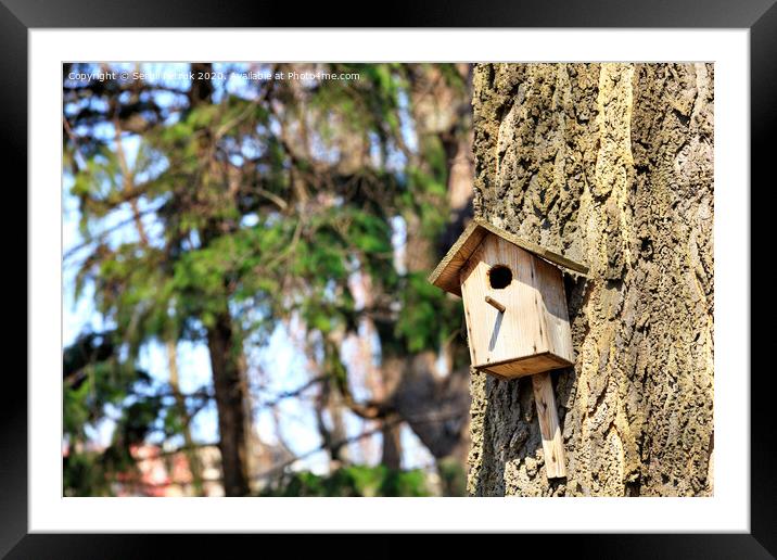 An old birdhouse nailed high on an oak tree in a spring park. Framed Mounted Print by Sergii Petruk