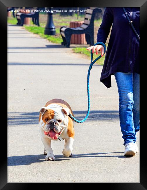 A large English bulldog on a powerful leash walks on a tiled sidewalk. Framed Print by Sergii Petruk