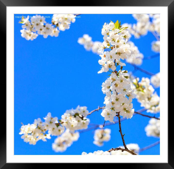 A branch of a blooming apple-tree blossoming against the background of other branches and the blue sky in blur. Framed Mounted Print by Sergii Petruk