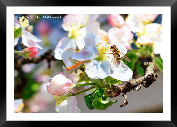 A fly that looks like a bee sits on a flower of an apple tree and eats pollen. Framed Mounted Print by Sergii Petruk