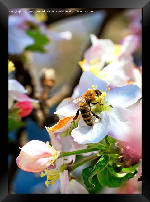 A bee is working hard collecting nectar and pollen from an apple tree flower. Framed Print by Sergii Petruk