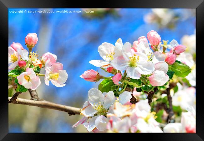 Snow-white and bright pink petals of blooming apple trees close-up on a background of blue sky. Framed Print by Sergii Petruk