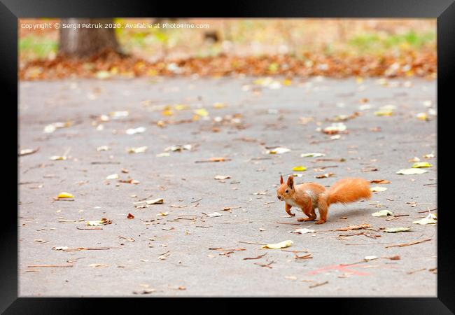 An orange squirrel with a magnificent fluffy tail prepares to jump for a treat. Framed Print by Sergii Petruk
