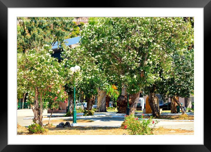 Scenic view of blooming azaleas of Loutraki city park, Greece. Framed Mounted Print by Sergii Petruk