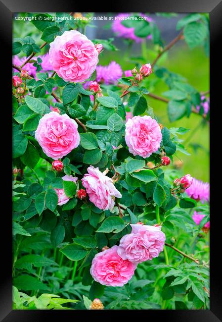 Blooming tea rose bush in the garden. Framed Print by Sergii Petruk