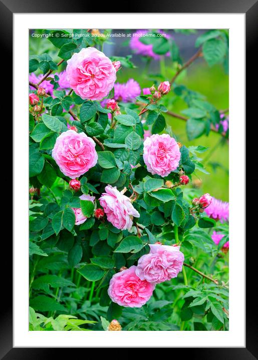 Blooming tea rose bush in the garden. Framed Mounted Print by Sergii Petruk