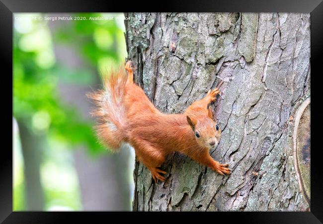 An orange squirrel carefully looks forward, clinging to a tree trunk. Framed Print by Sergii Petruk