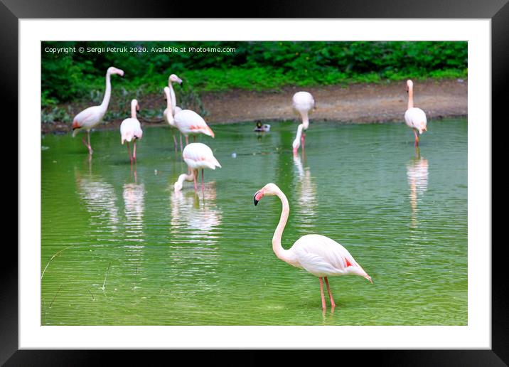 A flock of graceful white with pink flamingos on the shore of a forest lake. Framed Mounted Print by Sergii Petruk