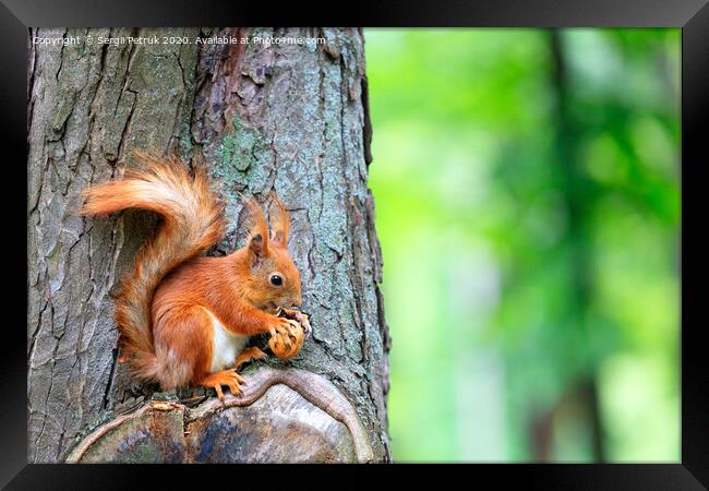 Orange squirrel sitting on a tree and gnaws a nut. Framed Print by Sergii Petruk