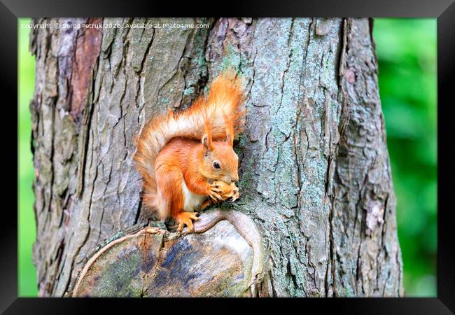 An orange squirrel sits on a tree trunk and nibbles a nut. Framed Print by Sergii Petruk