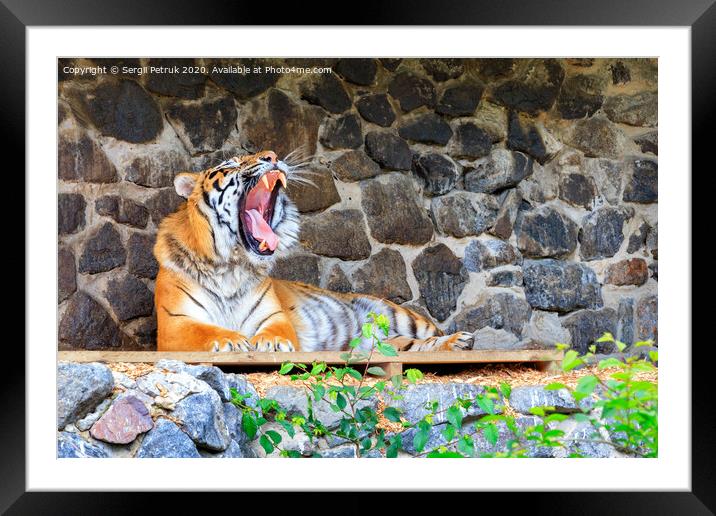 A yawning tiger lies on a wooden platform near a stone wall. Framed Mounted Print by Sergii Petruk