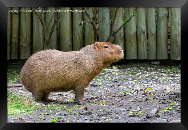 Capybara stands on bare ground and sniffs the surrounding air, Pantanal, Brazil. Framed Print by Sergii Petruk