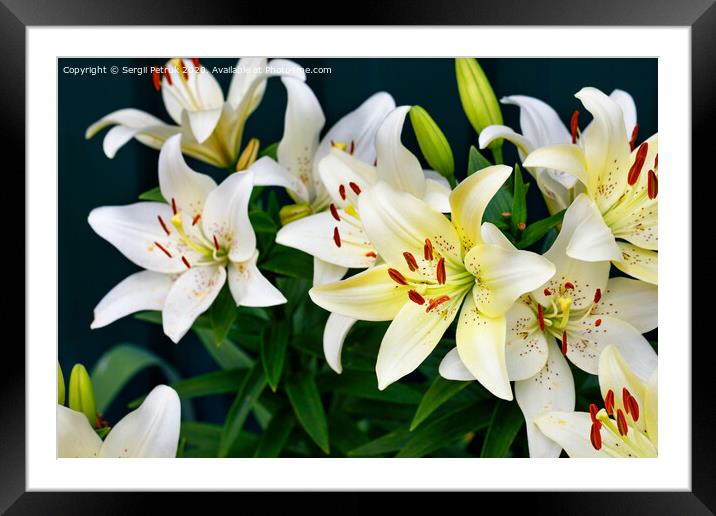 Large flowers of a white lily on a dark green background with a slight blur. Framed Mounted Print by Sergii Petruk