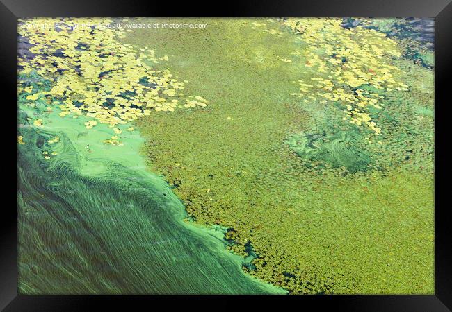 Blue-green algae cover the surface of the river with a pellicle. Pollution of the river water. Ecological problems. Framed Print by Sergii Petruk