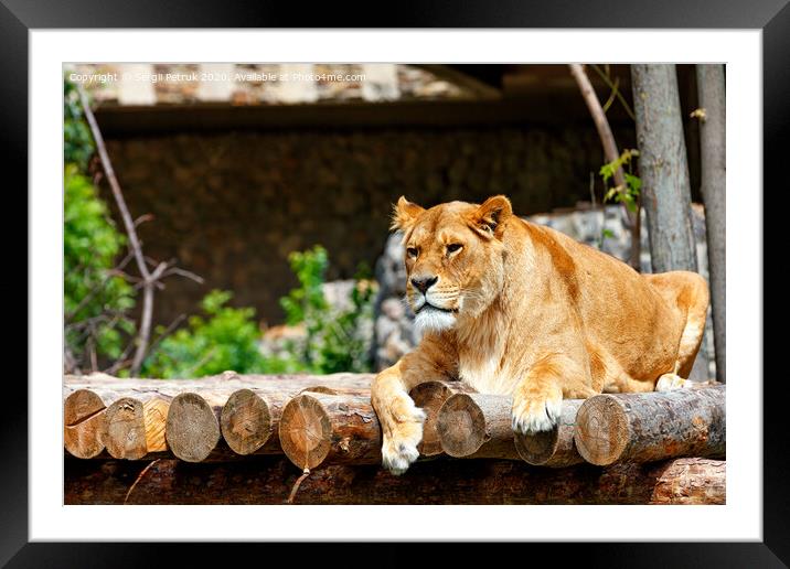 The lioness is resting on a platform made of wooden logs. Framed Mounted Print by Sergii Petruk
