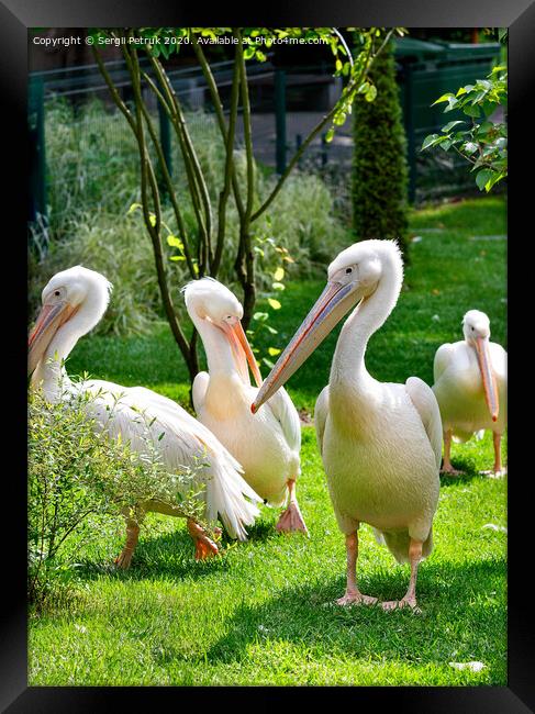 A flock of white pelicans resting on a green lawn in the sunlight. Framed Print by Sergii Petruk