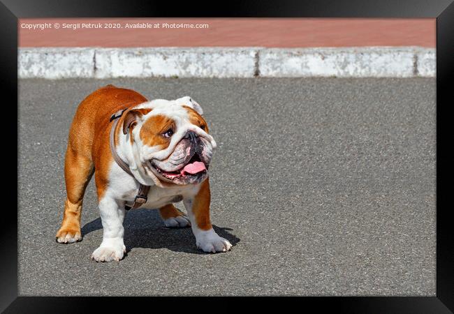 Portrait of a large English Bulldog with a leather collar walking on the asphalt sidewalk. Framed Print by Sergii Petruk