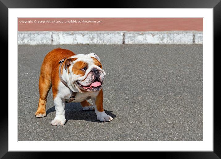 Portrait of a large English Bulldog with a leather collar walking on the asphalt sidewalk. Framed Mounted Print by Sergii Petruk