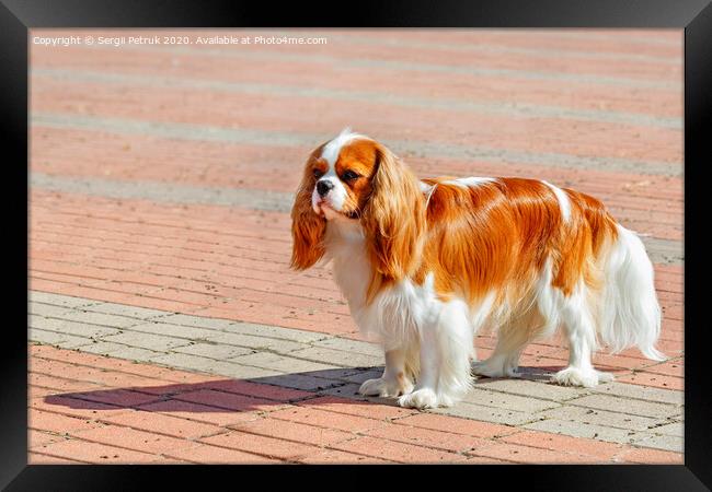 Portrait of a cavaler king charles spaniel on the background of the sidewalk laid with red and gray paving stones. Framed Print by Sergii Petruk