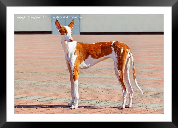A portrait of an ibisan hound in perfect condition against the backdrop of the summer square. Framed Mounted Print by Sergii Petruk