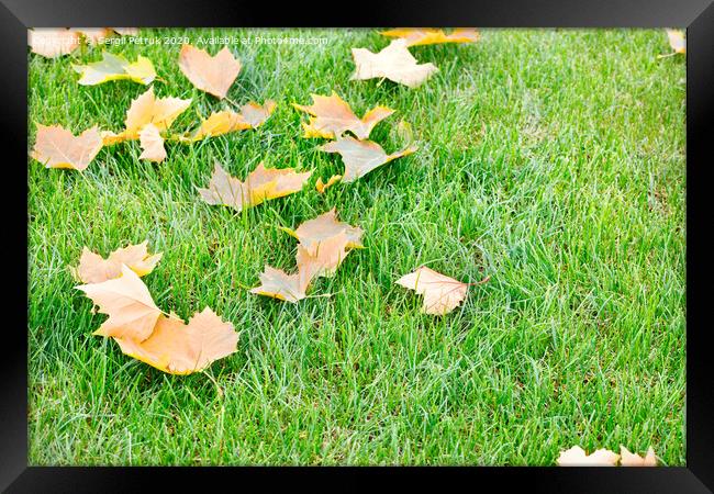 Fallen yellow maple leaves lie on a green grassy lawn, close-up. Framed Print by Sergii Petruk