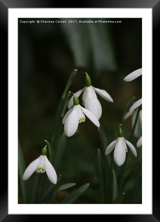 Snow drops in spring Framed Mounted Print by Charisse Carson