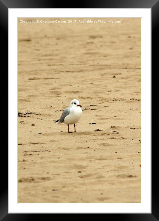 One Gull too many Framed Mounted Print by Charisse Carson