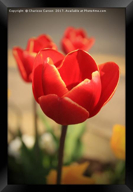 Tulips in Bloom Framed Print by Charisse Carson