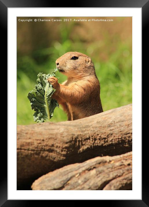 Gopher Broke Framed Mounted Print by Charisse Carson