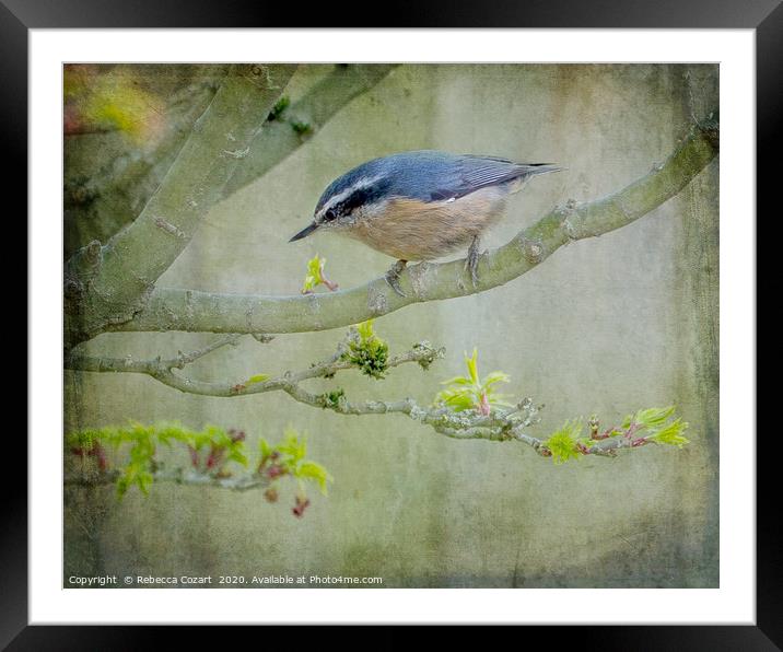 Nuthatch Framed Mounted Print by Rebecca Cozart