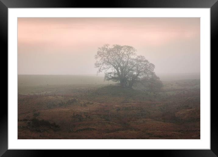 A Misty Tree Framed Mounted Print by overhoist 