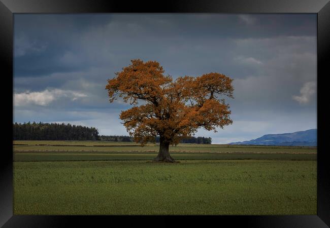 Lone tree Framed Print by overhoist 