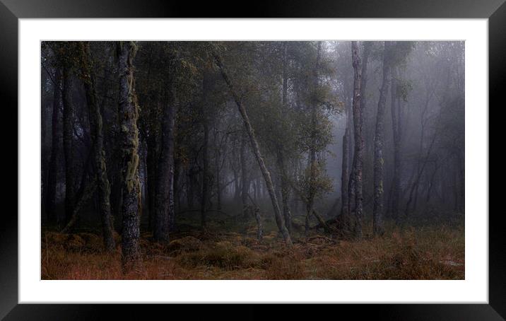 Foggy Trees Framed Mounted Print by overhoist 