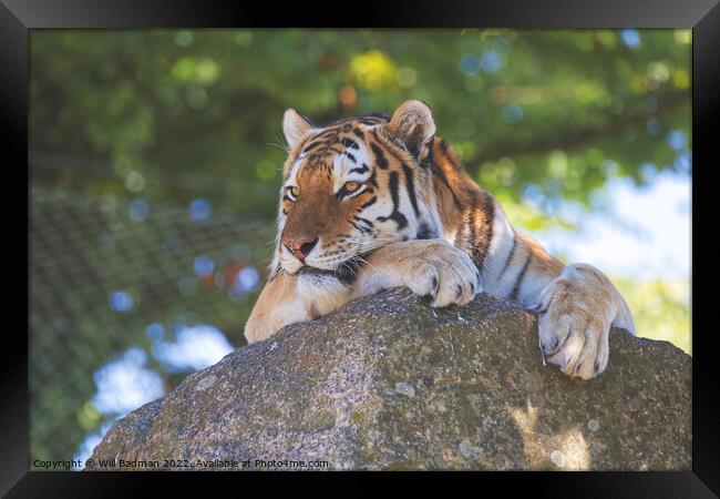 Tiger on the rocks Framed Print by Will Badman