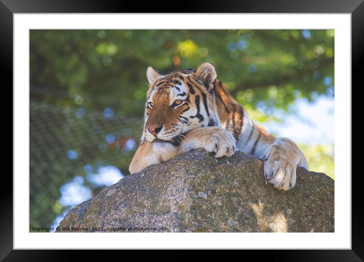 Tiger on the rocks Framed Mounted Print by Will Badman