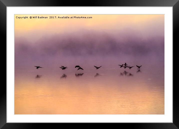 Canadian Geese flying over misty sunrise reservoir Framed Mounted Print by Will Badman