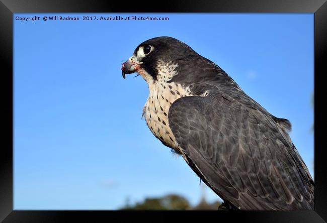 Bird of prey Peregrine falcon in Somerset  Framed Print by Will Badman