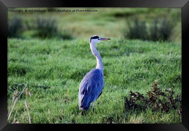 Heron on the riverside at Aller Somerset Uk   Framed Print by Will Badman