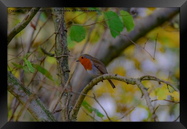 Robin sat in a hedge in Yeovil Somerset Uk  Framed Print by Will Badman