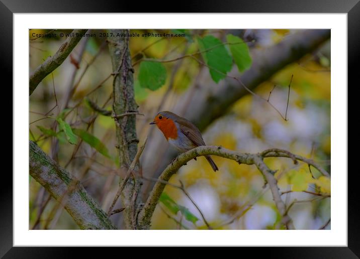 Robin sat in a hedge in Yeovil Somerset Uk  Framed Mounted Print by Will Badman