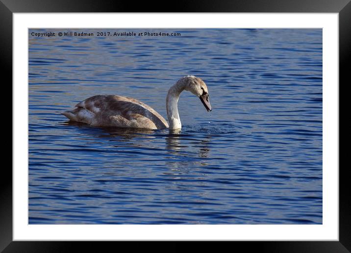 Swan on the lake at Ham Wall Nature Reserve Meare Framed Mounted Print by Will Badman