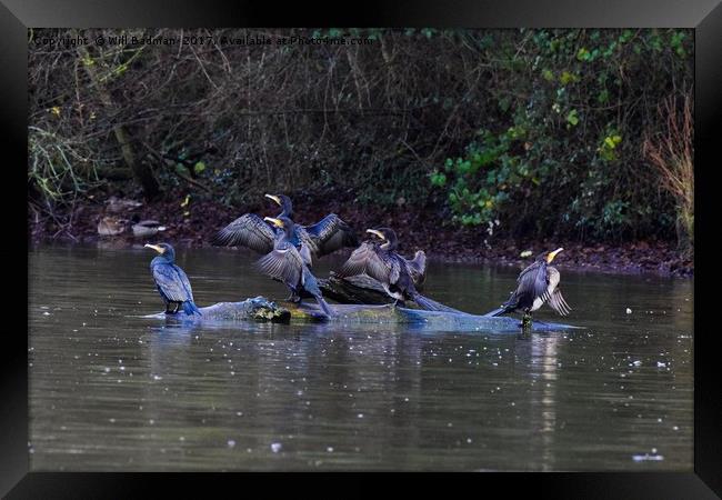 Cormorants drying there wings on a tree Framed Print by Will Badman