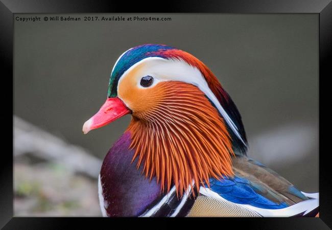 Male Mandarin duck at Ninesprings Yeovil Uk Framed Print by Will Badman