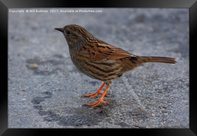 Dunnock on the path at Ninesprings Yeovil Somerset Framed Print by Will Badman