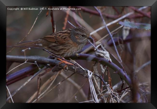 Dunnock In a hedge at Ninesprings Yeovil Somerset Framed Print by Will Badman