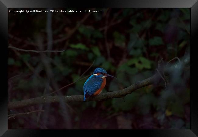 Kingfisher on a branch at Ninesprings Yeovil  Framed Print by Will Badman