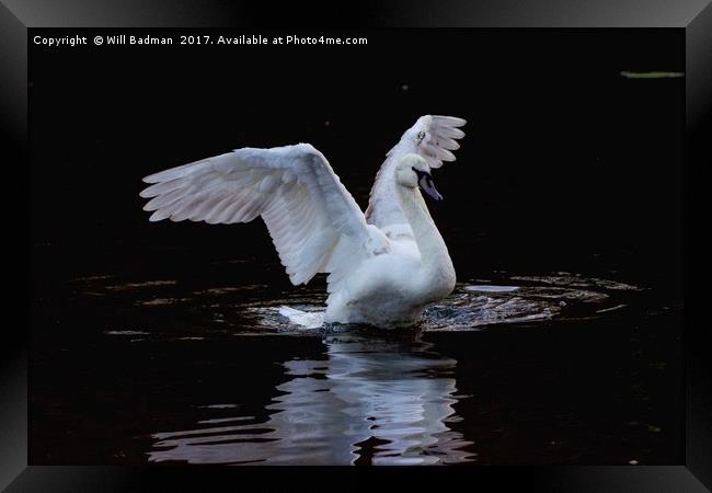 Swan flapping its wings on the lake in Yeovil uk  Framed Print by Will Badman