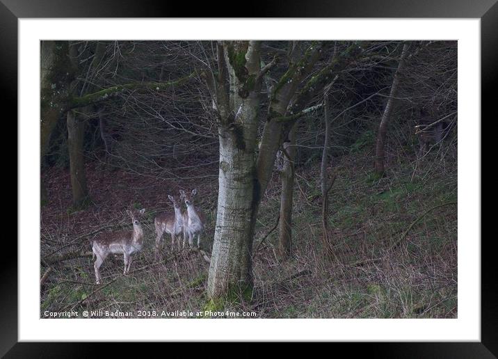 3 common fallow deers and 2 Melanistic Black deers Framed Mounted Print by Will Badman