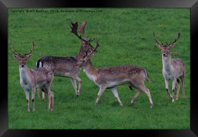 Wild Fallow buck deers in Somerset Uk  Framed Print by Will Badman