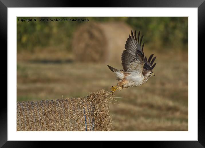 Buzzard taking off from a hay bale Framed Mounted Print by Will Badman